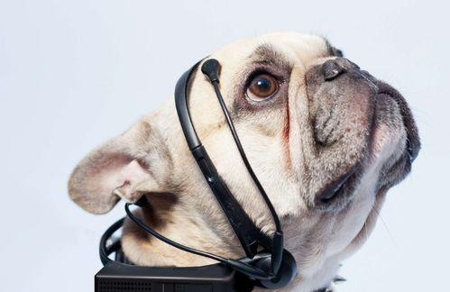 娱乐吃瓜君狗狗,揭秘娱乐圈宠物的趣味生活